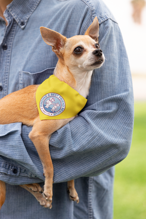Finding A Best Friend Doggie Bandana - Ruff Life Rescue Wear